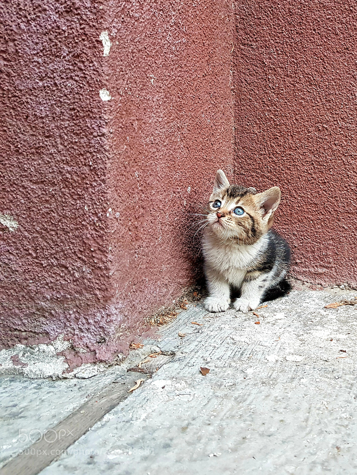 Samsung Galaxy S8+ sample photo. Curious but careful kitten photography