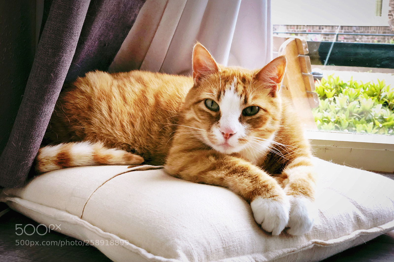 Apple iPhone X sample photo. George photography