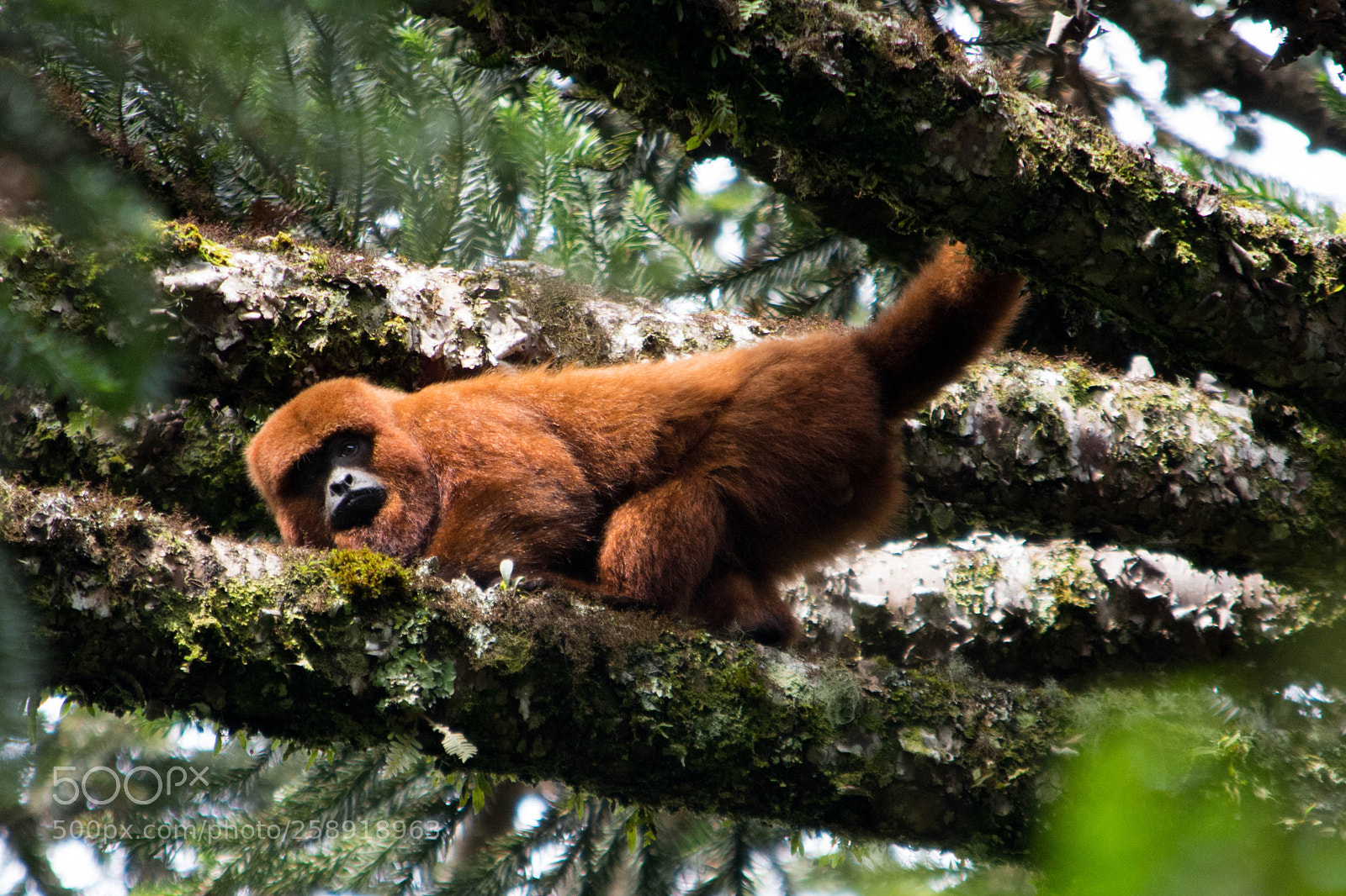 Nikon D7100 sample photo. Brown howler monkey alouatta photography