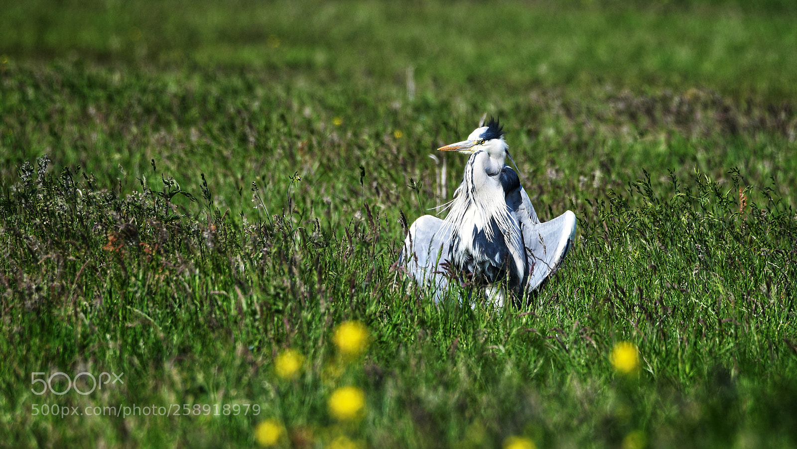 Nikon D7500 sample photo. Sunbathing heron photography
