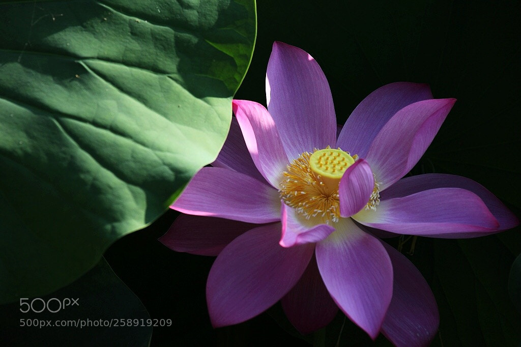Canon EOS 5D Mark II sample photo. Untitled photography
