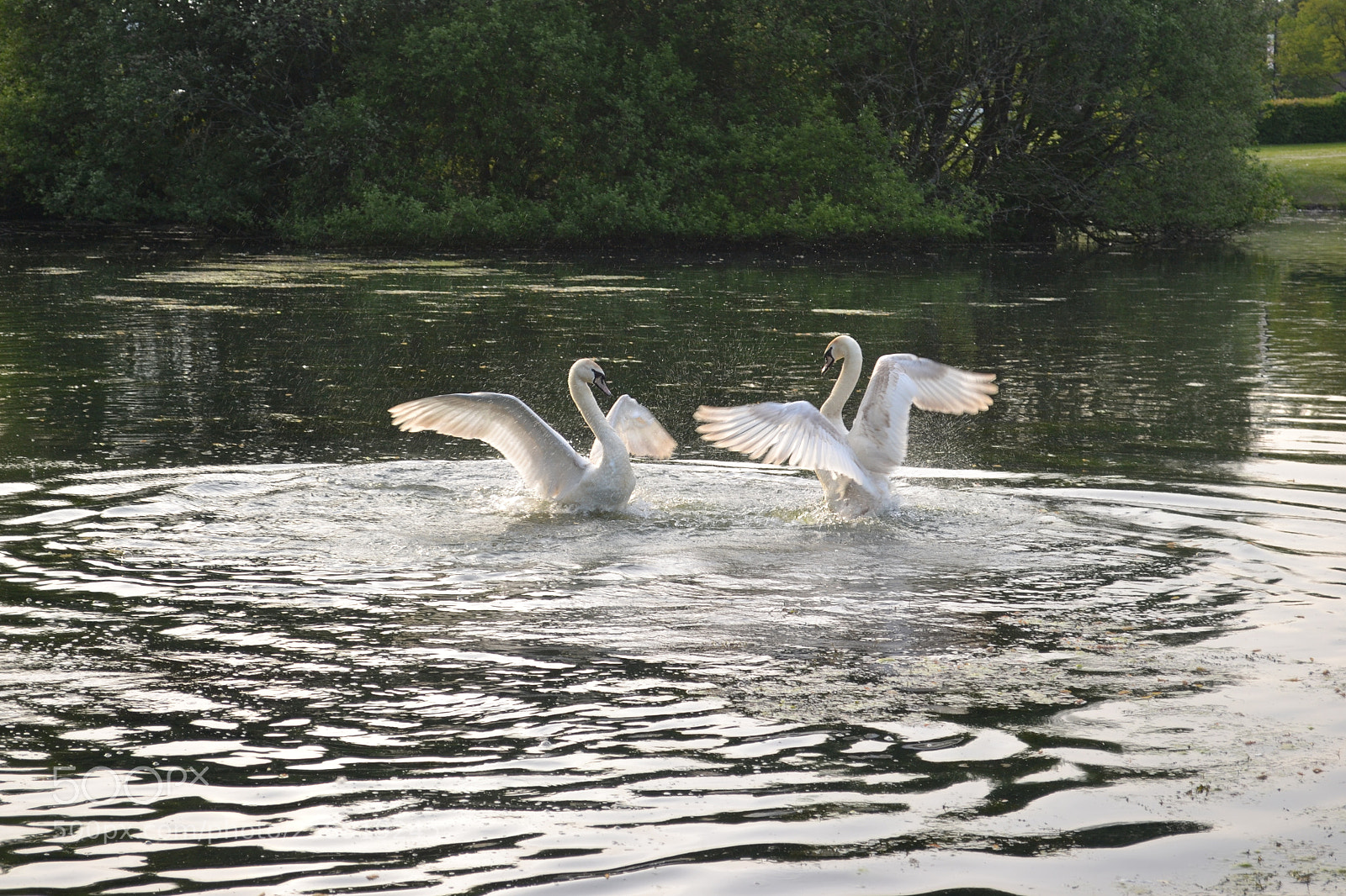 Nikon D3100 sample photo. Untitled photography