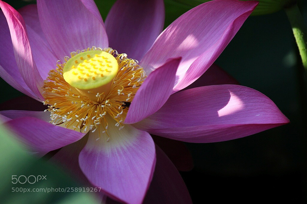 Canon EOS 5D Mark II sample photo. Untitled photography