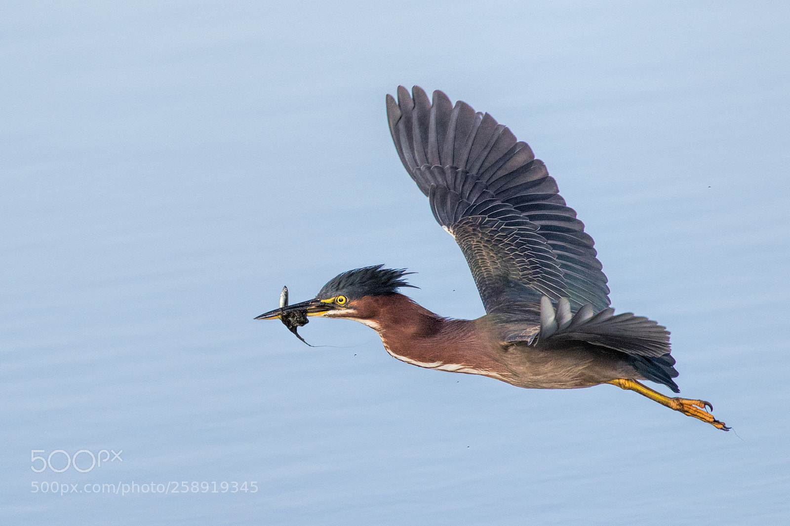 Canon EOS 7D Mark II sample photo. Green heron with prey photography