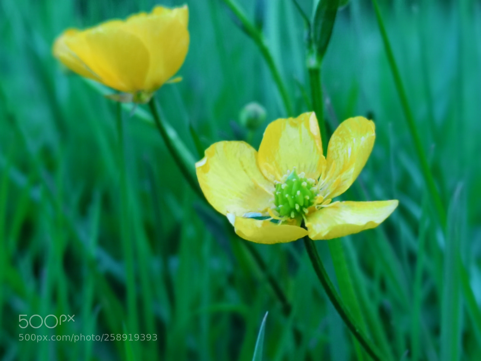 HUAWEI CLT-L09 sample photo. Wild flower photography