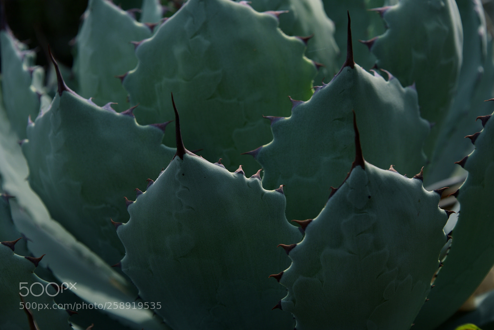 Nikon D750 sample photo. * the pieces photography