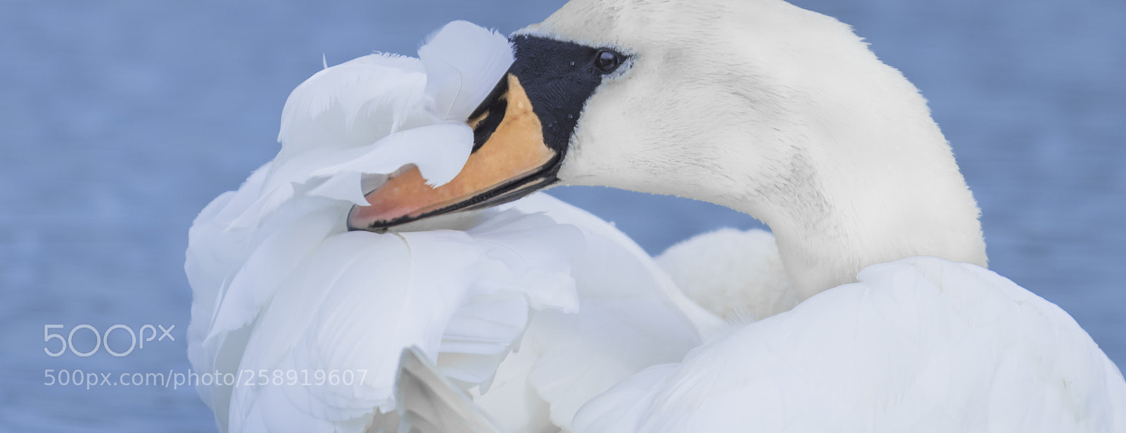 Nikon D500 sample photo. Swan photography