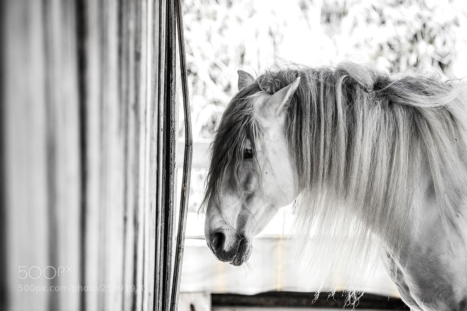 Canon EOS 5D Mark II sample photo. White horse, val fiscalina photography