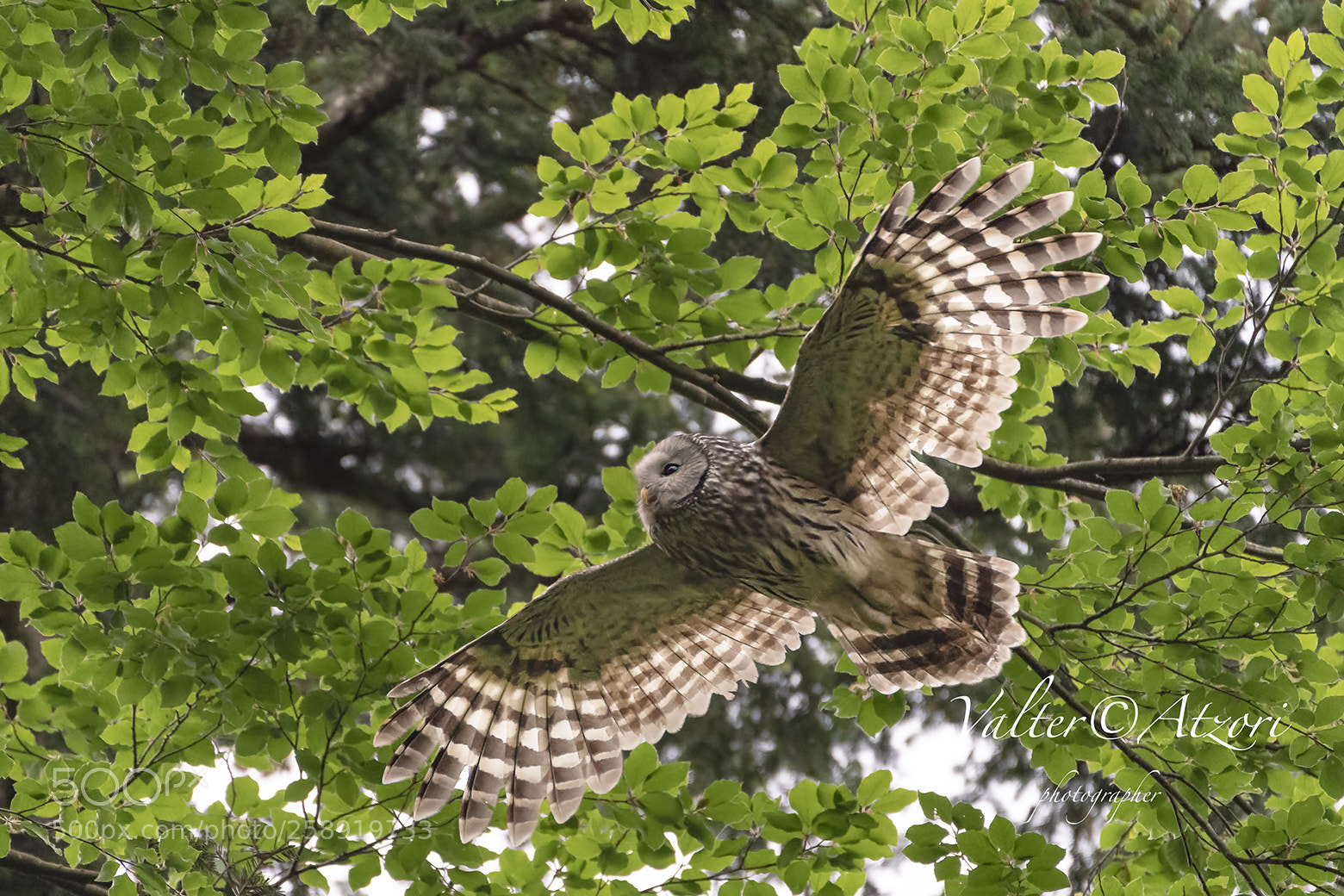 Sony a9 sample photo. Owl of the urals photography