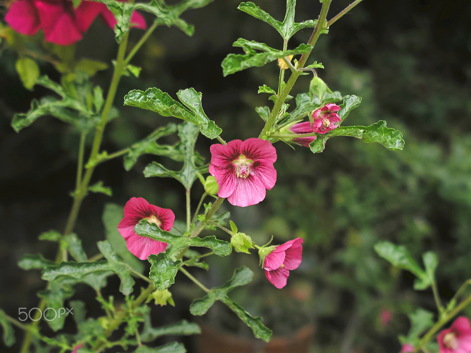 Olympus C4040Z sample photo. Another day of hollyhock photography