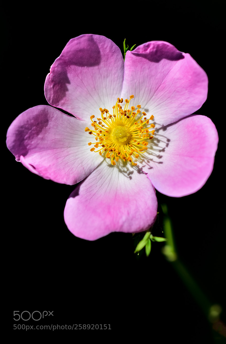 Nikon D7200 sample photo. 22.05.2018 - 1 photography