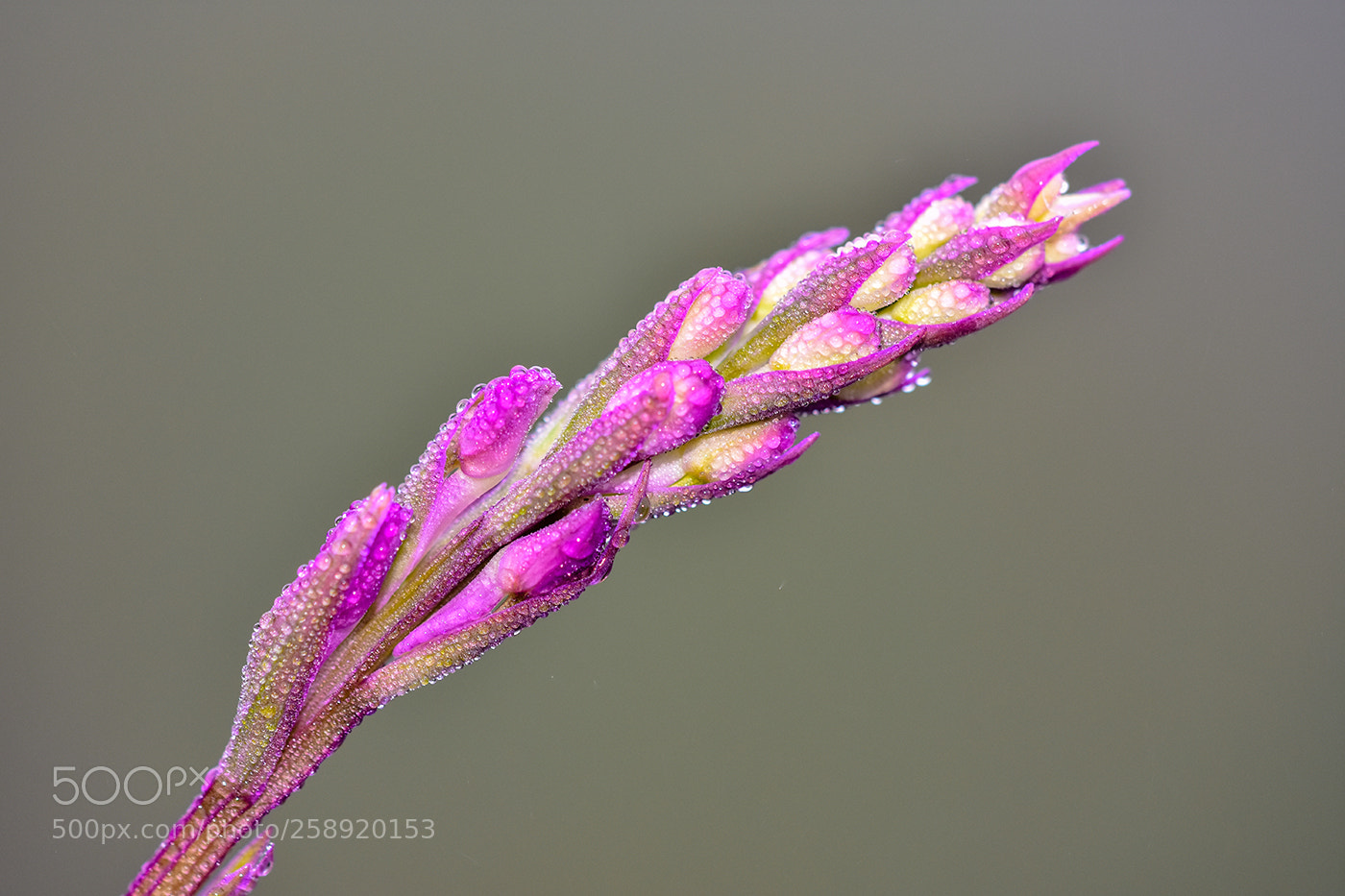Nikon D7200 sample photo. 22.05.2018 - 2 photography