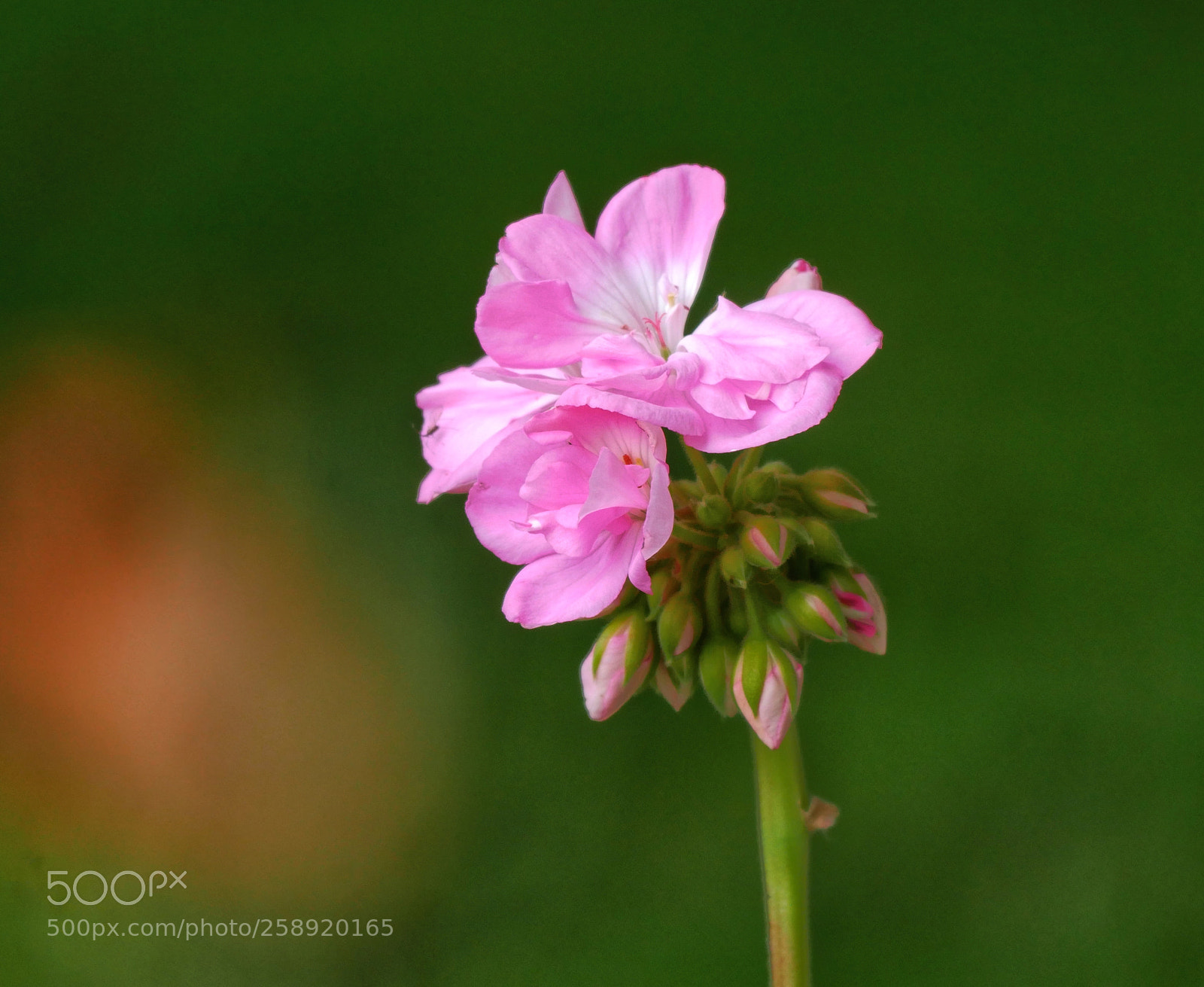 Panasonic Lumix DMC-GX85 (Lumix DMC-GX80 / Lumix DMC-GX7 Mark II) sample photo. ?... photography