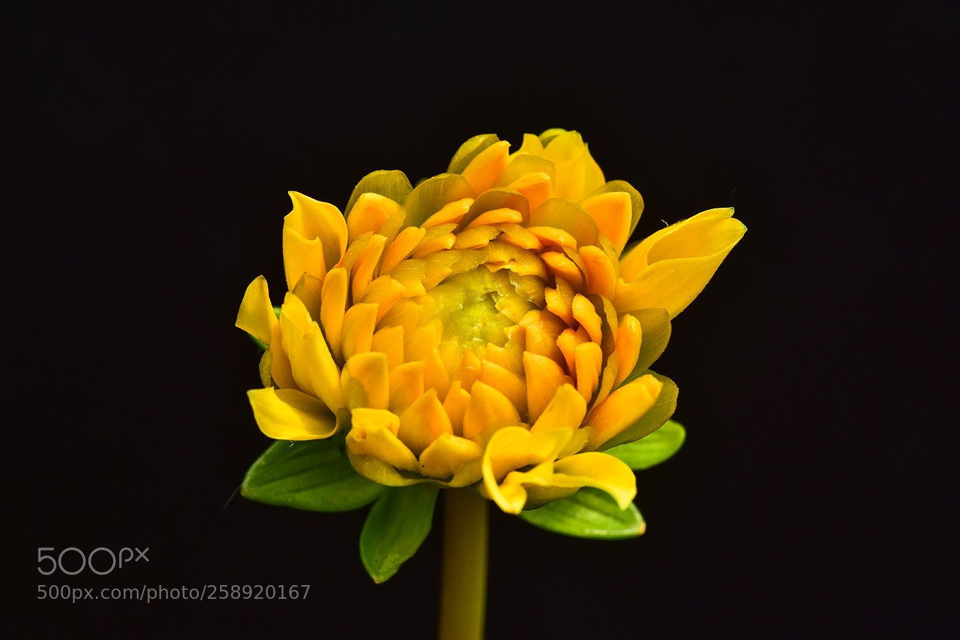 Nikon D7200 sample photo. 22.05.2018 - 3 photography