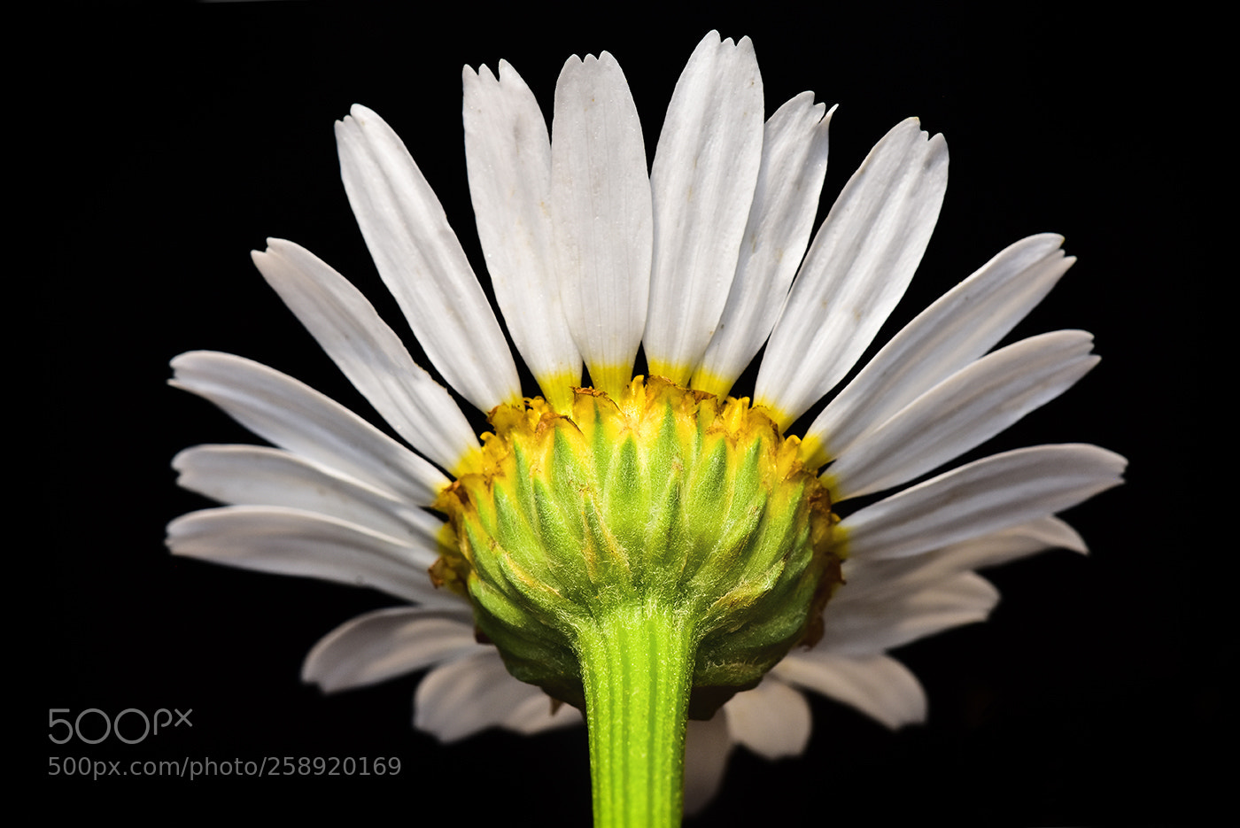 Nikon D7200 sample photo. 22.05.2018 - 4 photography