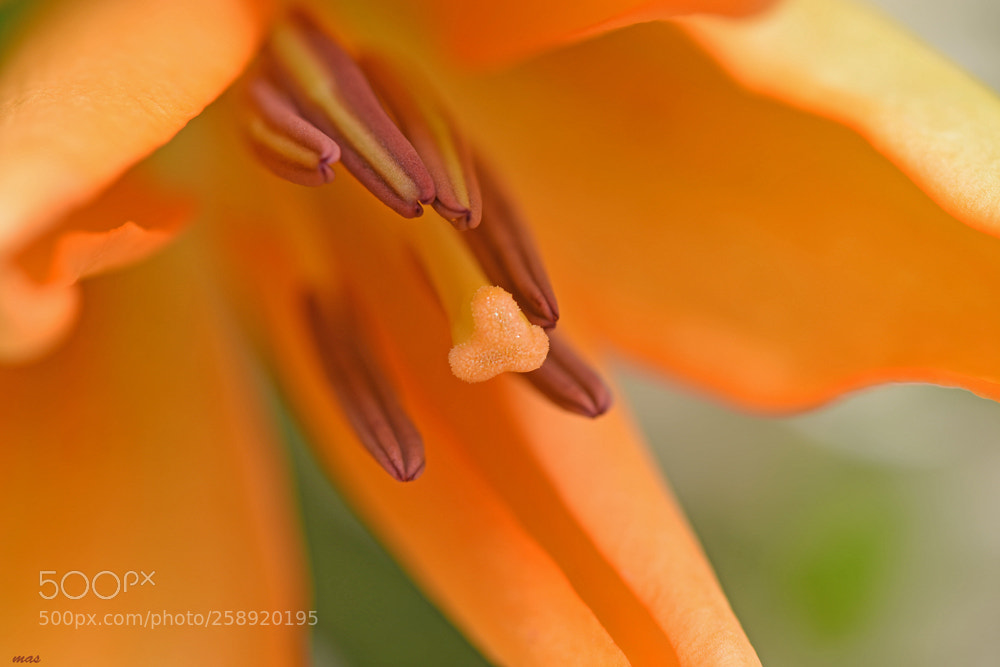 Nikon D7200 sample photo. Orange flower photography