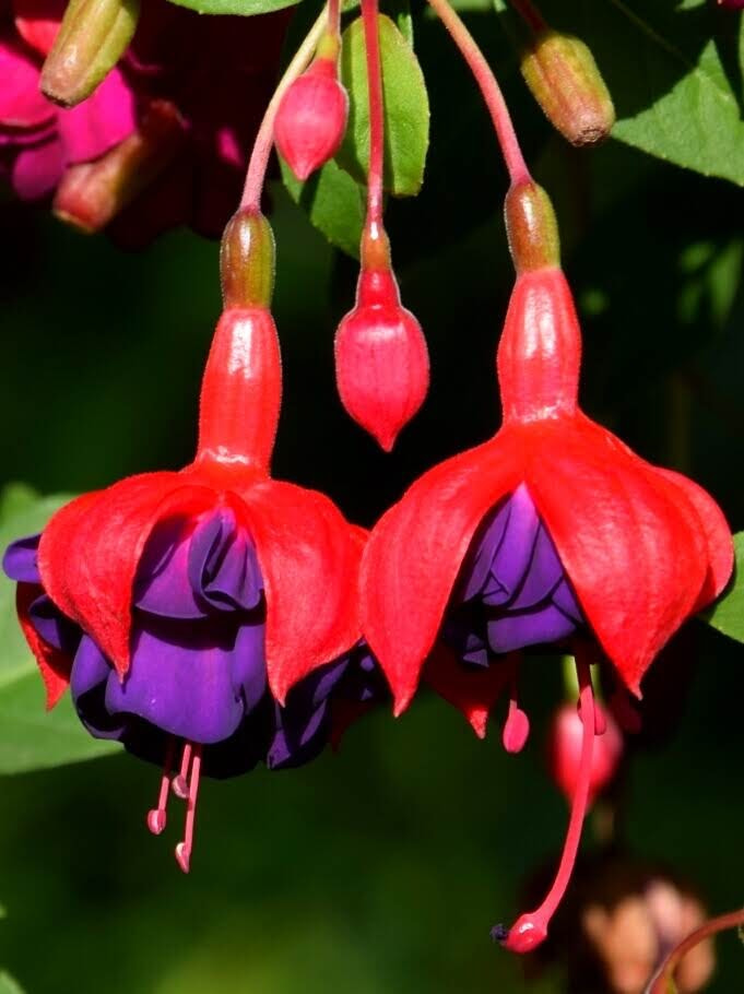 Nikon D5300 sample photo. Flower photography