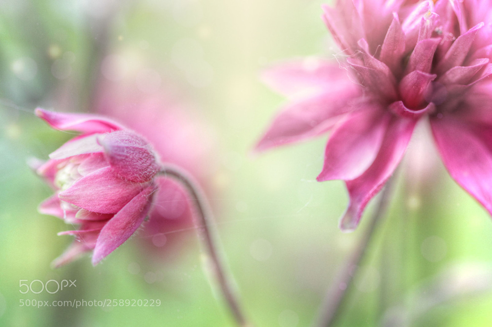 Canon EOS 7D sample photo. Springtime symphony photography