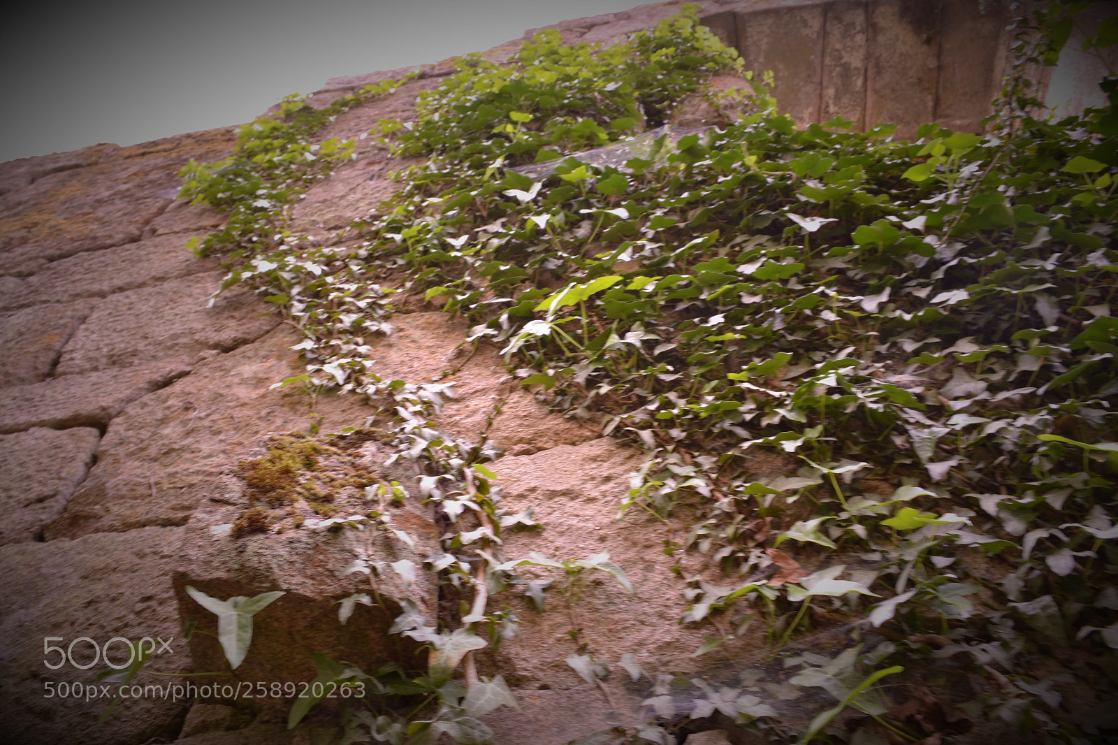 Nikon D3100 sample photo. Enredadeira photography