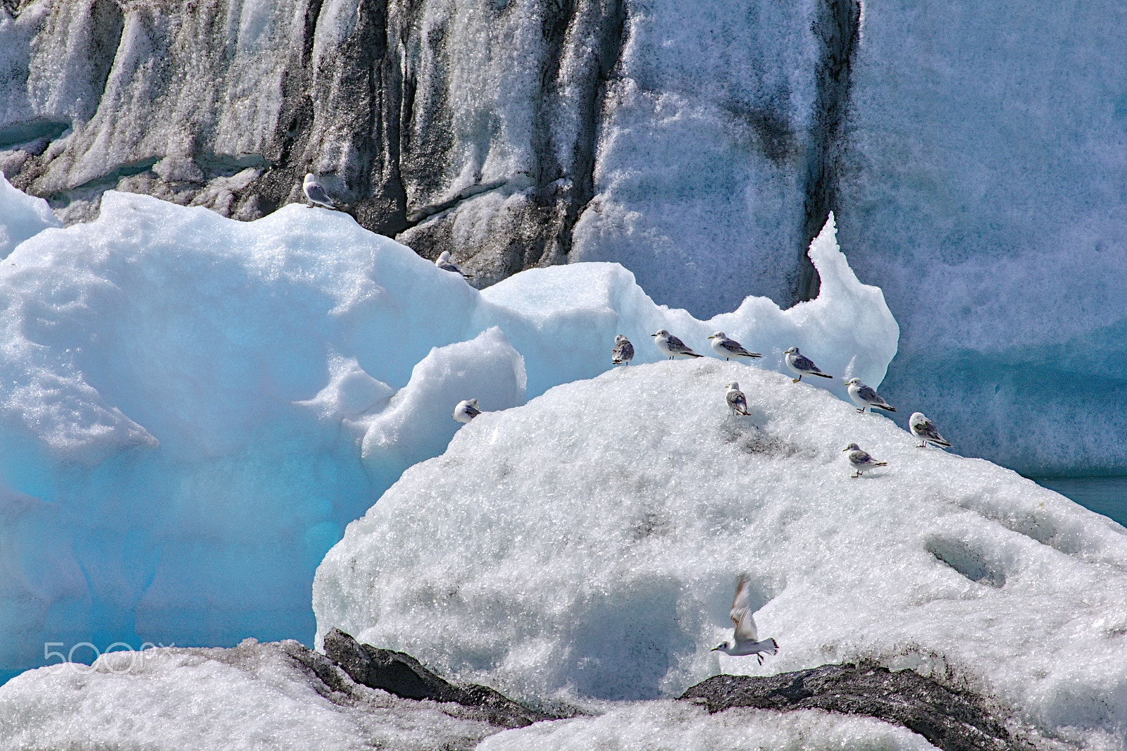 Canon EOS 550D (EOS Rebel T2i / EOS Kiss X4) + Tamron SP 35mm F1.8 Di VC USD sample photo. Seagulls on an iceberg photography