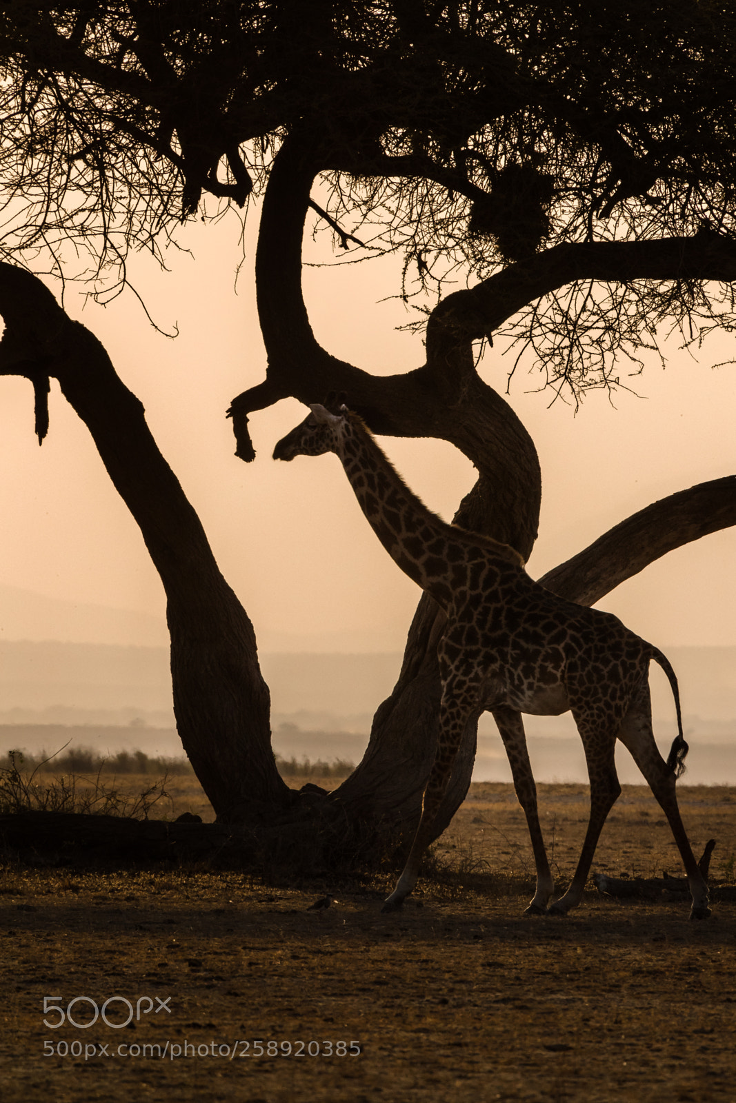 Canon EOS-1D X Mark II sample photo. Fi photography