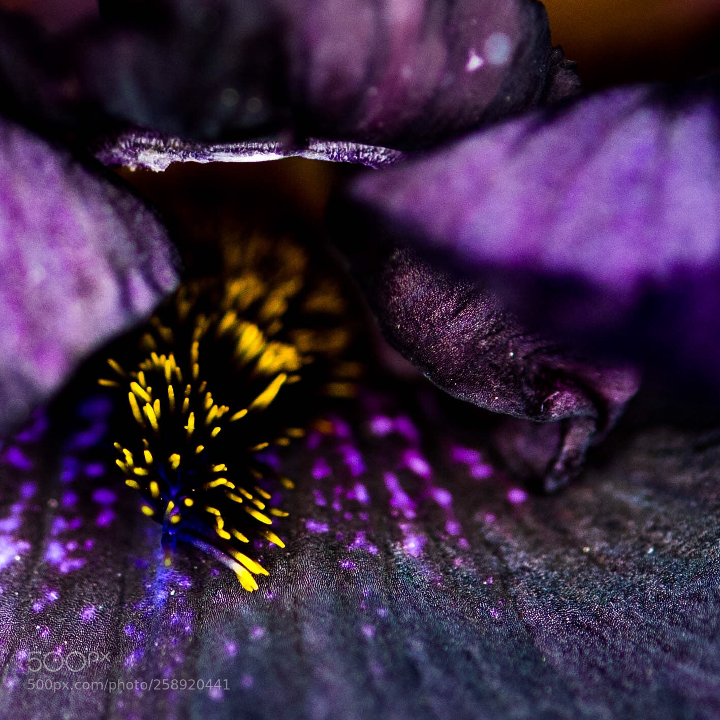 Nikon D750 sample photo. Purple photography