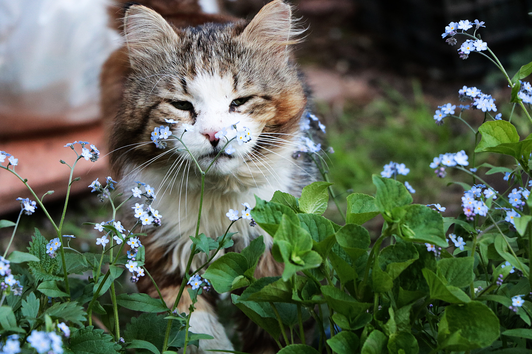 Canon EOS 750D (EOS Rebel T6i / EOS Kiss X8i) sample photo. кот photography