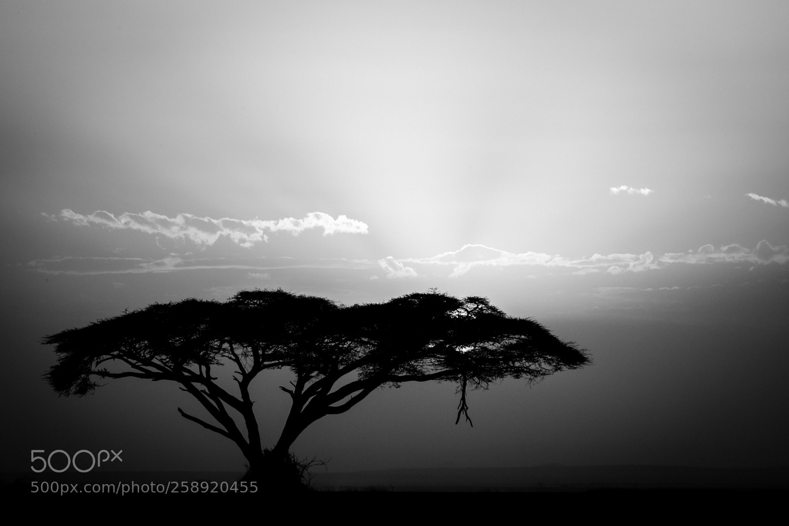 Canon EOS-1D X Mark II sample photo. F68i3748-2.jpg photography