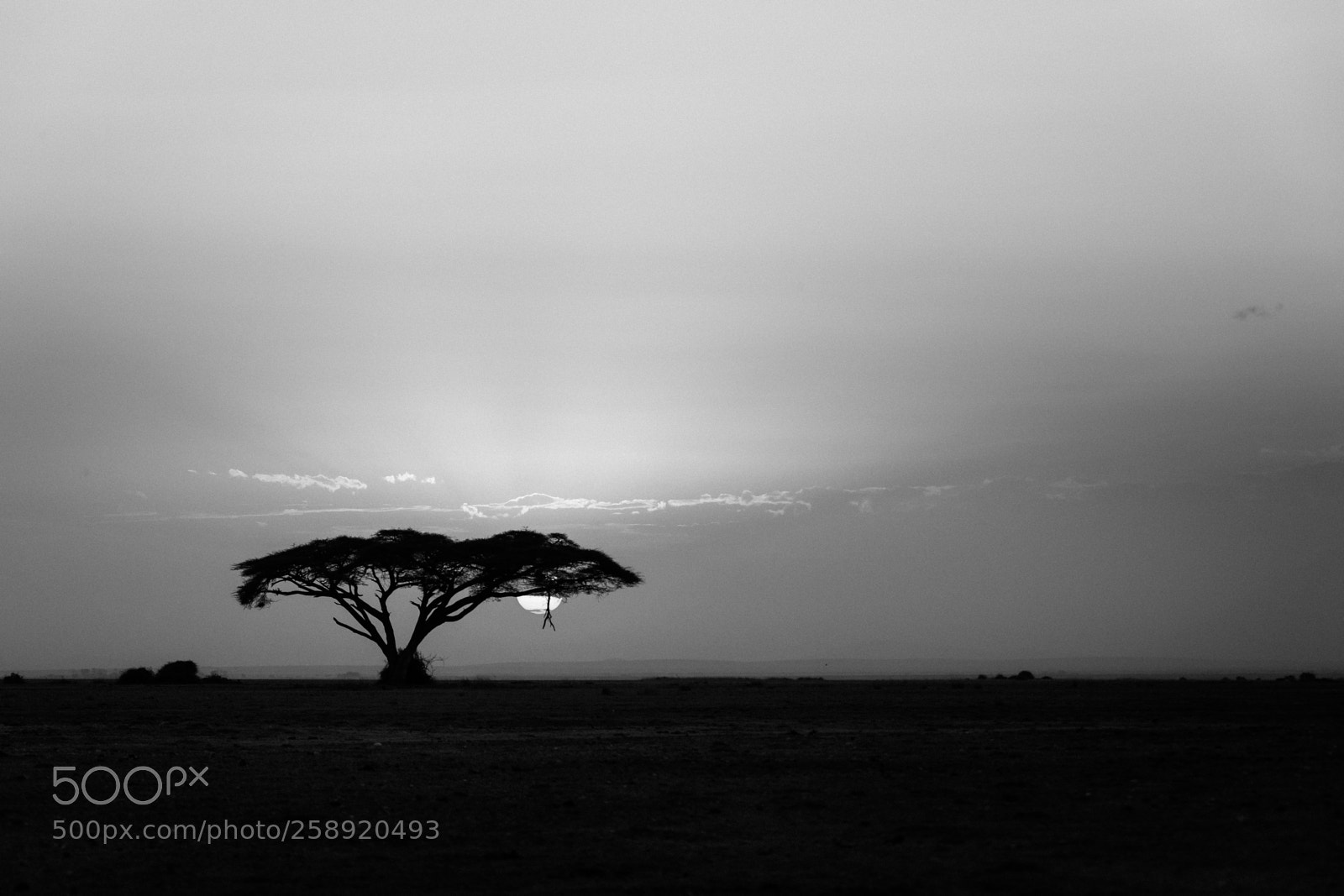 Canon EOS-1D X Mark II sample photo. F68i3781-2.jpg photography