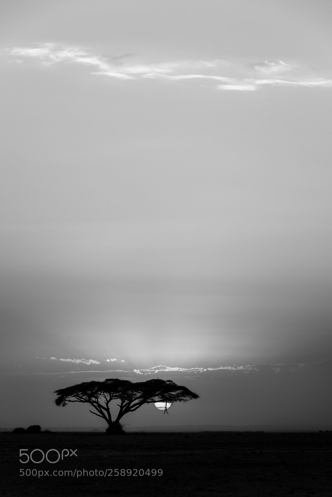 Canon EOS-1D X Mark II sample photo. F68i3782-2.jpg photography