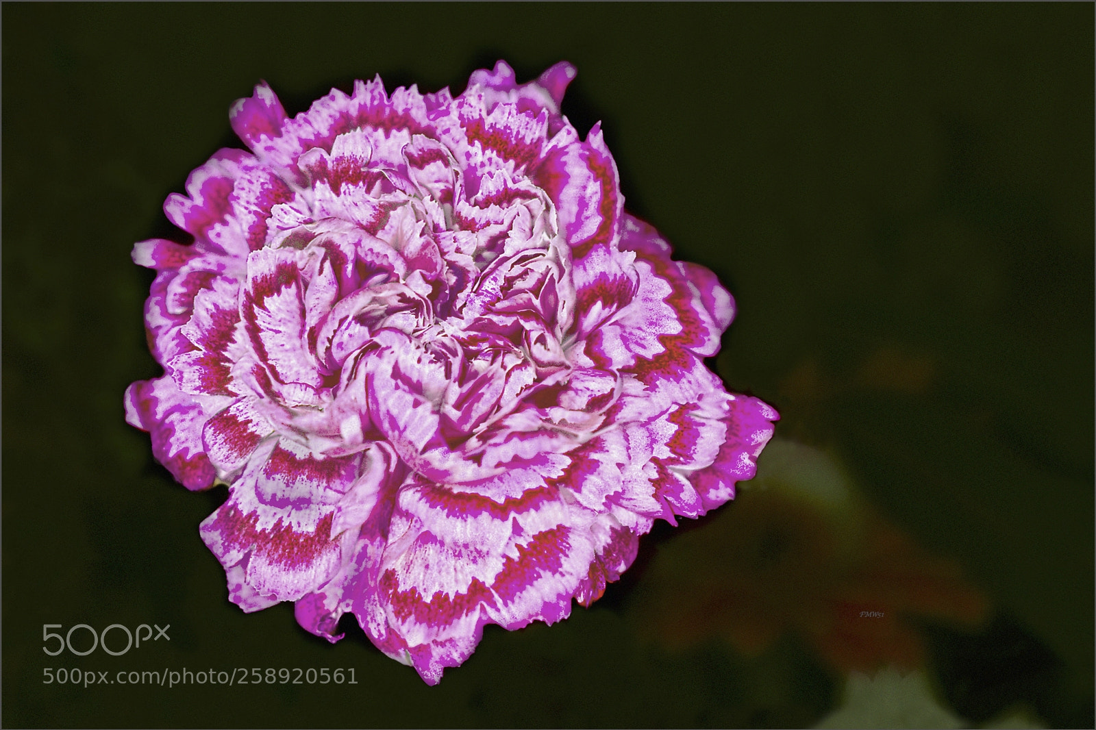 Sony ILCA-77M2 sample photo. Pink and white carnation photography