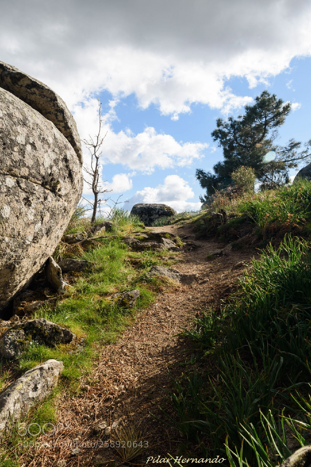 Nikon D5500 sample photo. Up to heaven photography