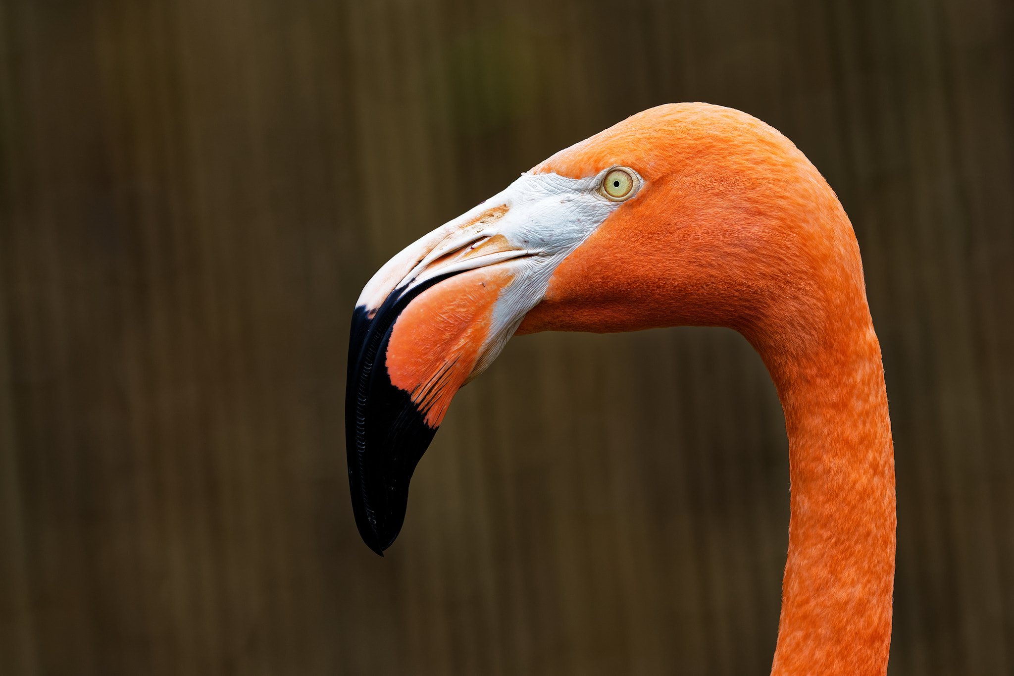 Nikon D500 sample photo. Flamingo profile photography