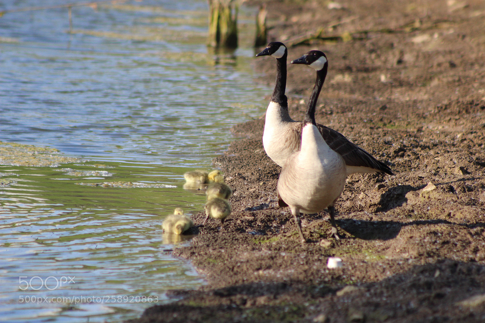 Canon EOS 600D (Rebel EOS T3i / EOS Kiss X5) sample photo. Goose family photography