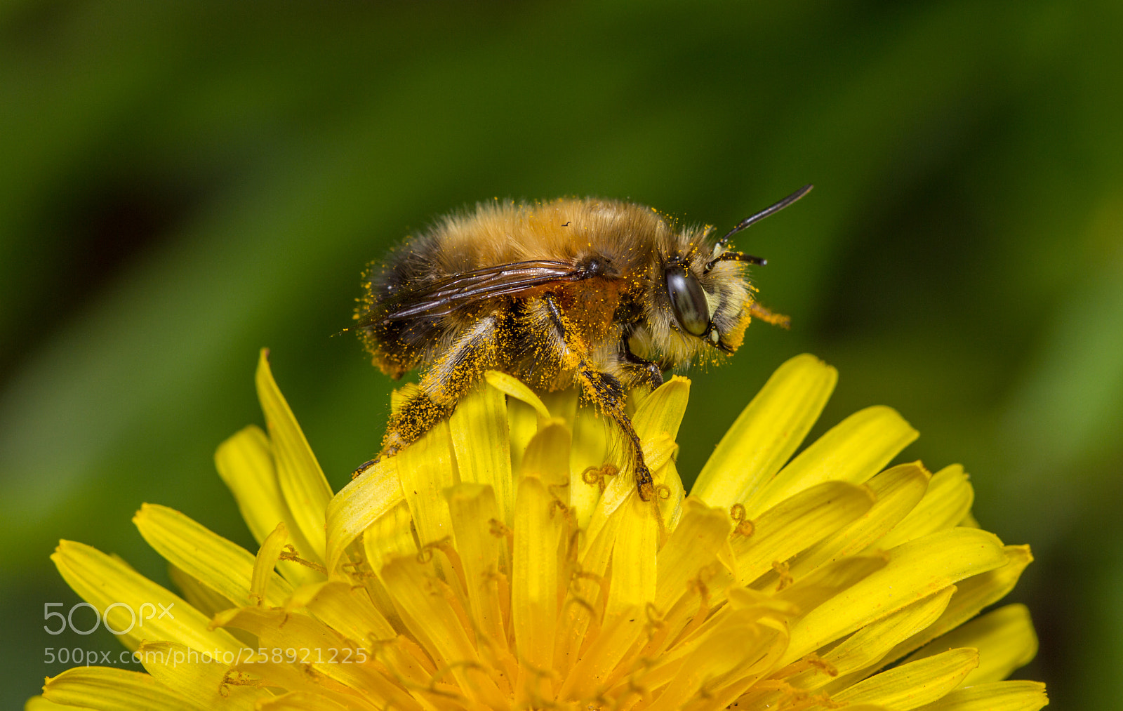 Canon EOS 7D sample photo. Hairy footed flower bee photography