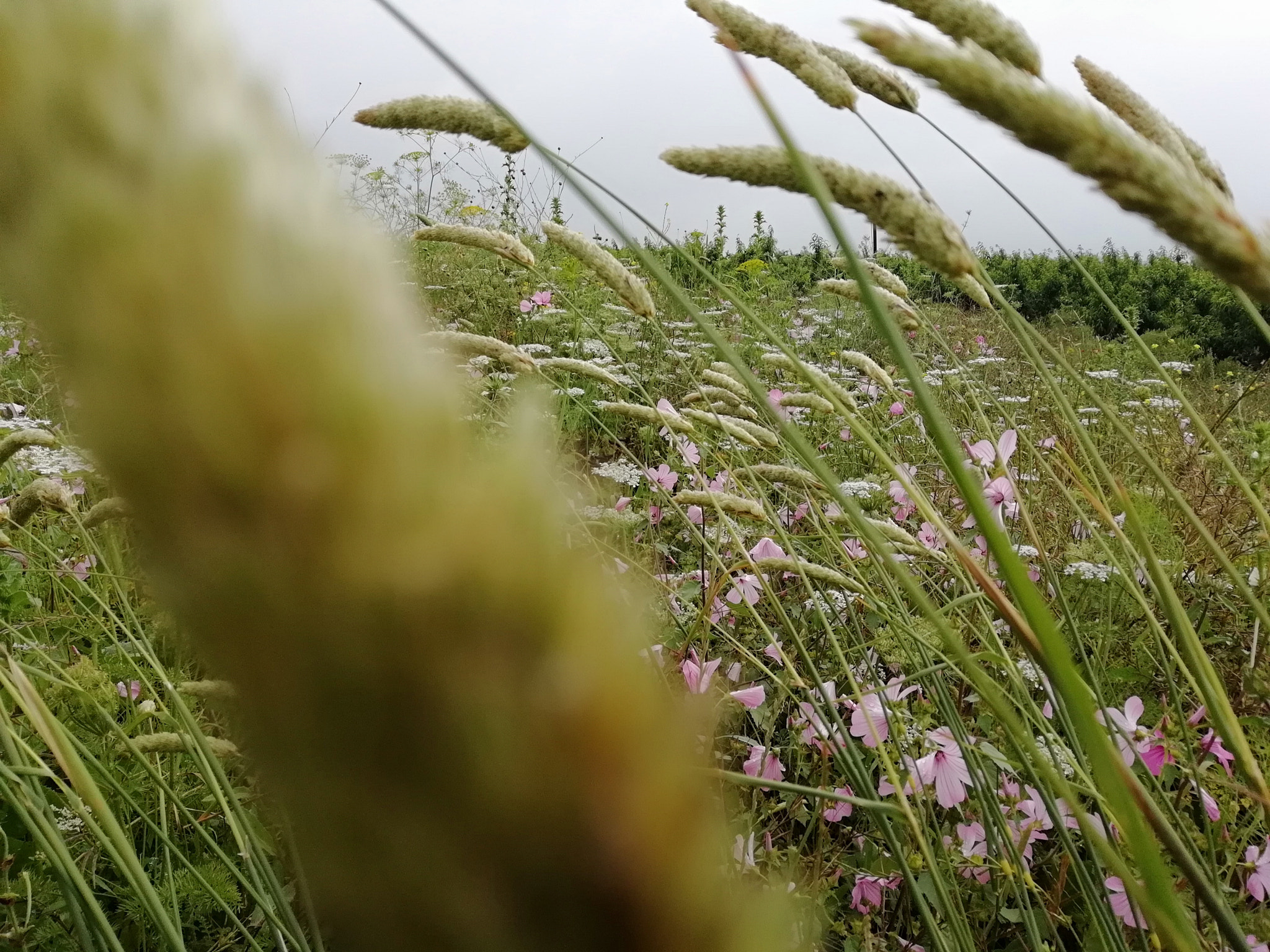 HUAWEI P SMART sample photo