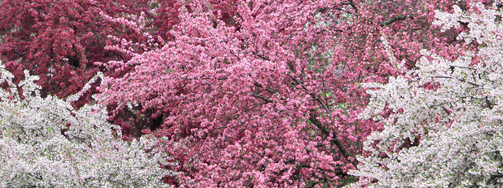 Canon EOS 50D sample photo. Colorful photography