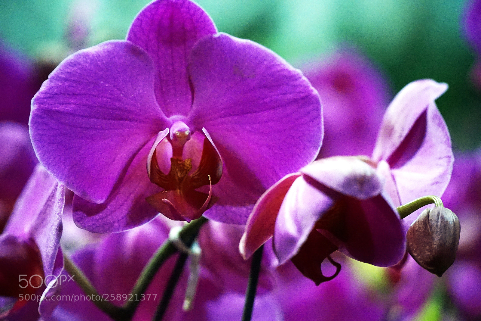 Sony a7 II sample photo. Purple photography