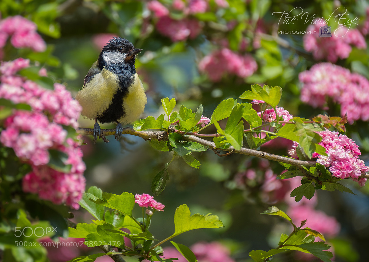 Fujifilm X-T2 sample photo. Great tit photography