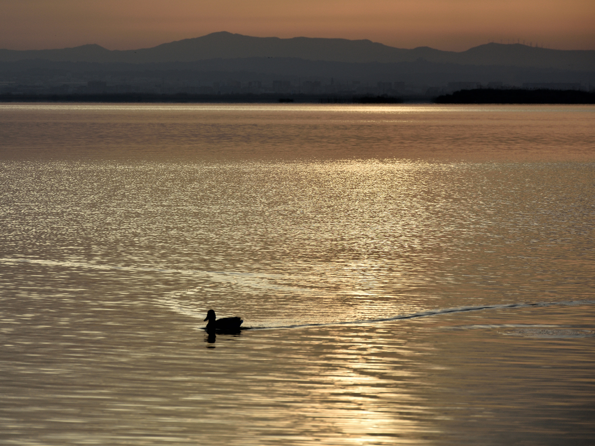 Nikon D3400 sample photo. Oro photography
