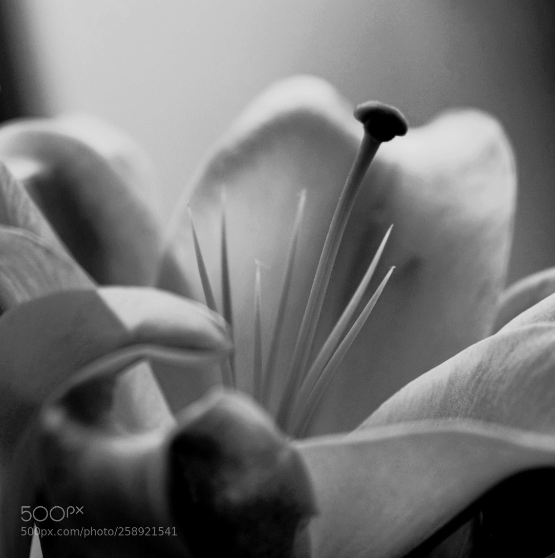 Fujifilm X-T2 sample photo. Untitled photography
