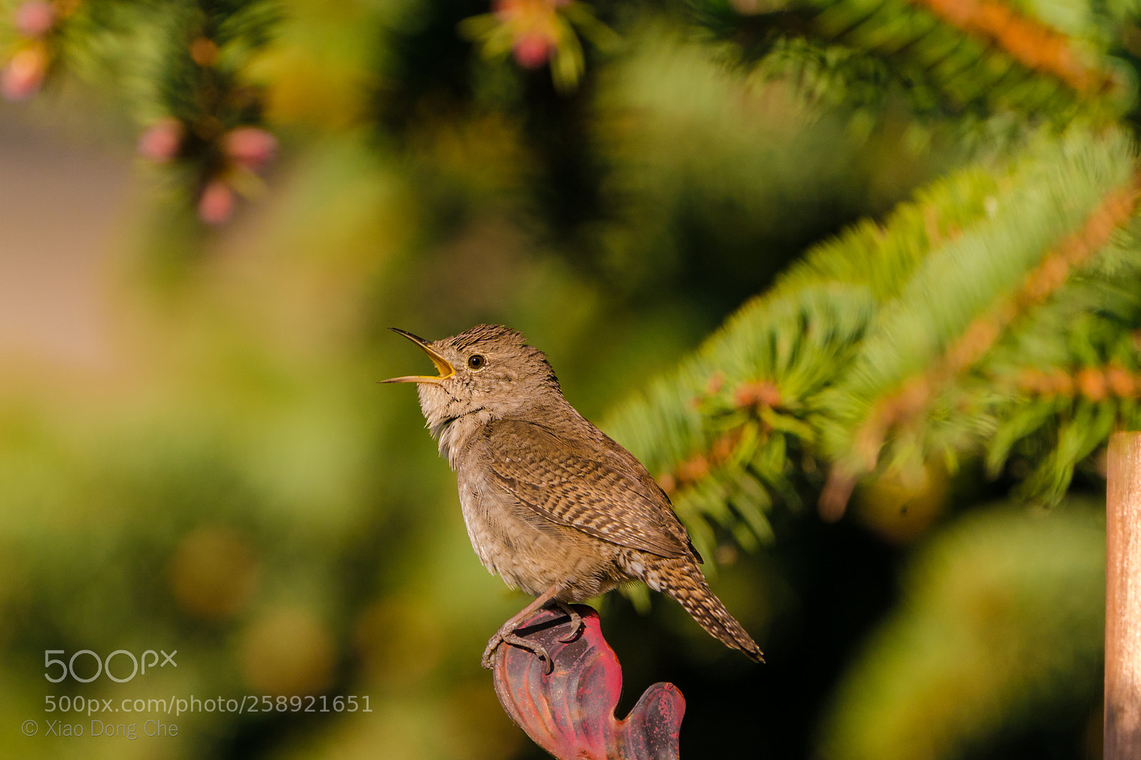 Sony a9 sample photo. House wren photography