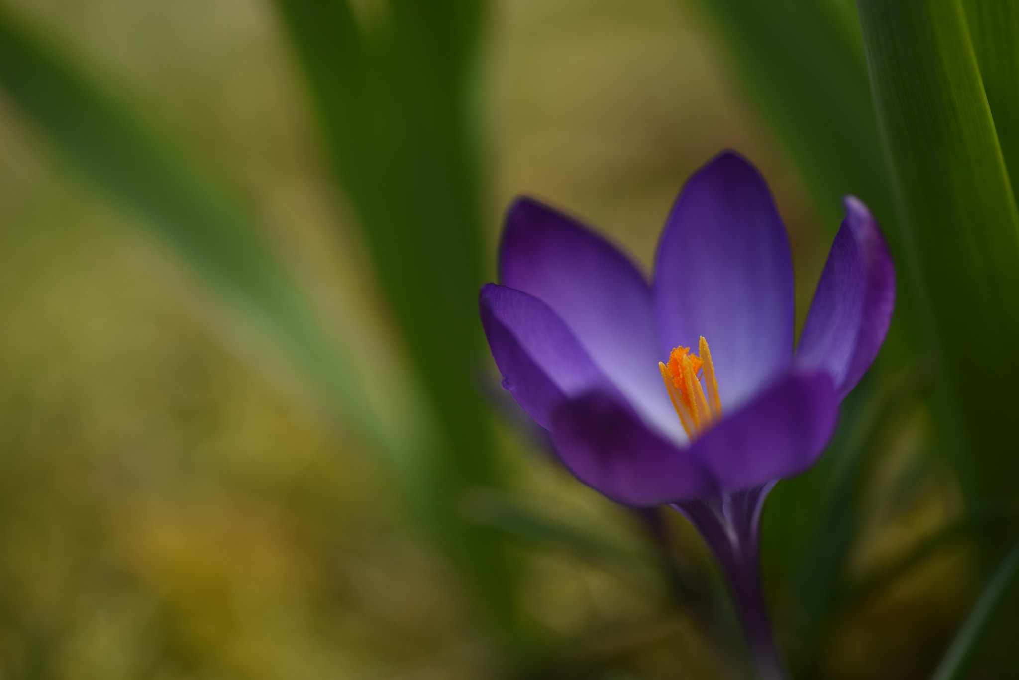 Nikon D750 sample photo. Spring photography