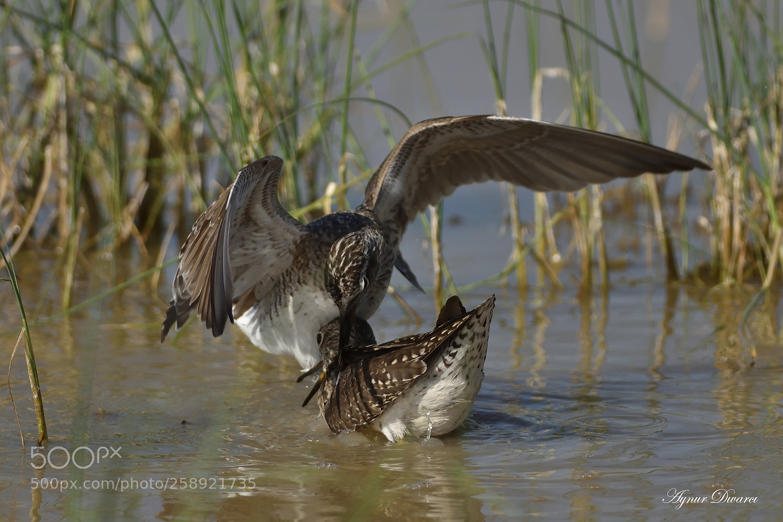 Nikon D7200 sample photo. Wood sandpiper - tringa photography