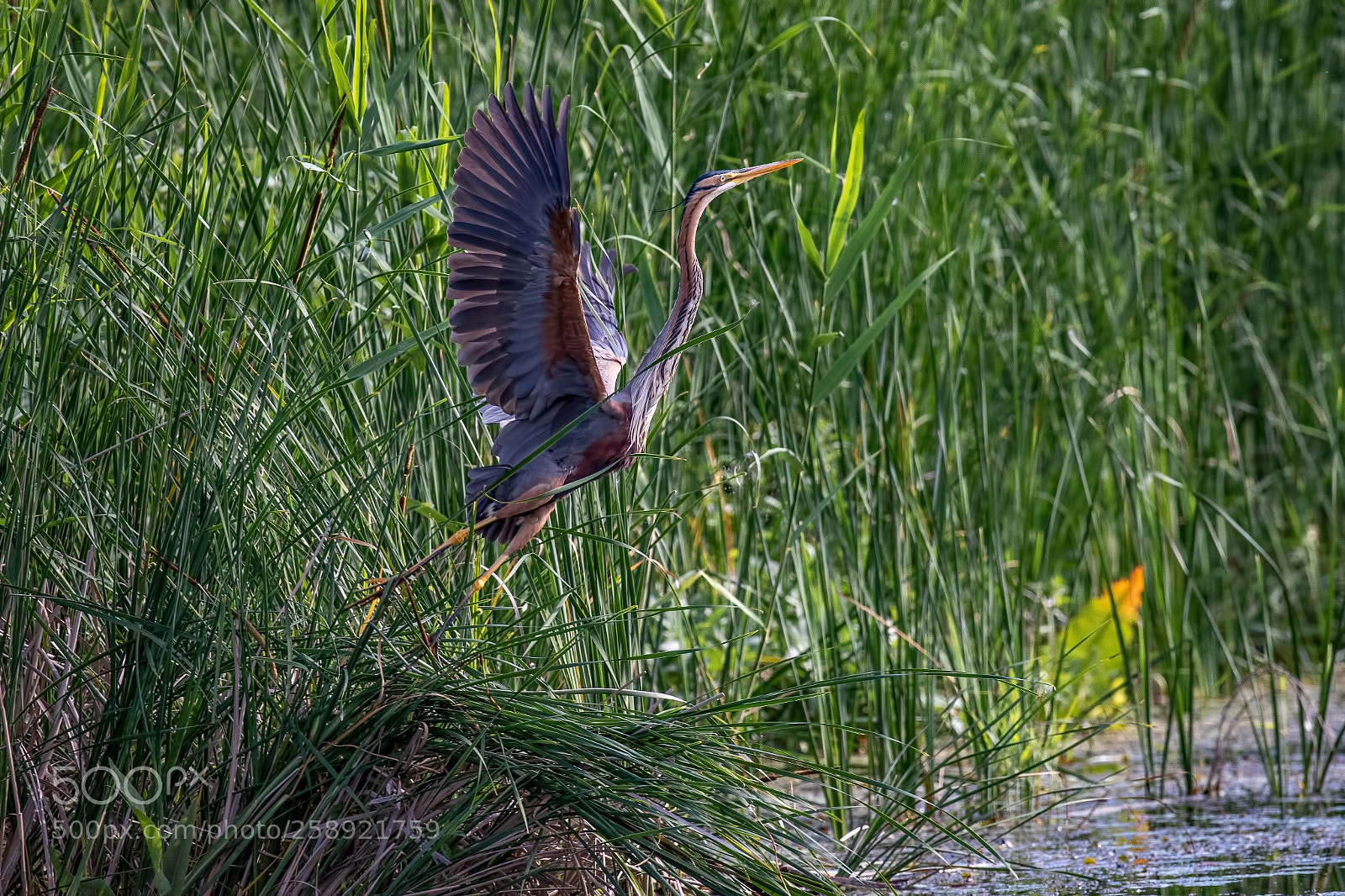 Canon EOS 7D Mark II sample photo. Taking flight  photography