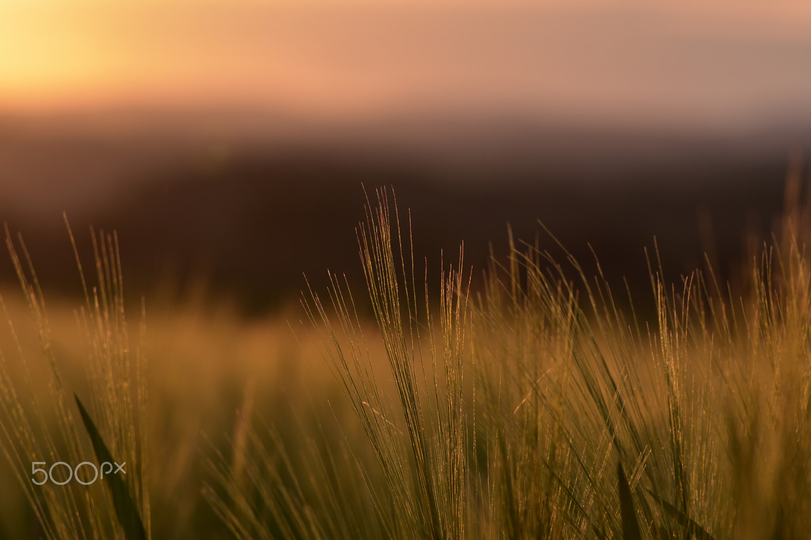Nikon D3400 sample photo. Coucher de soleil sur les blés photography