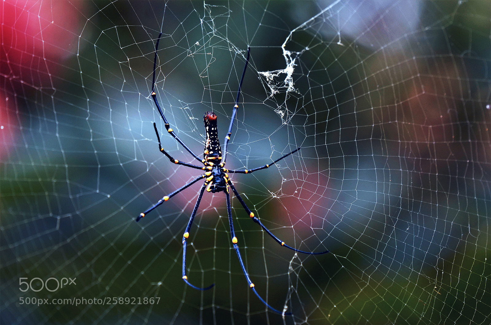 Nikon D7000 sample photo. Giant wood spider photography