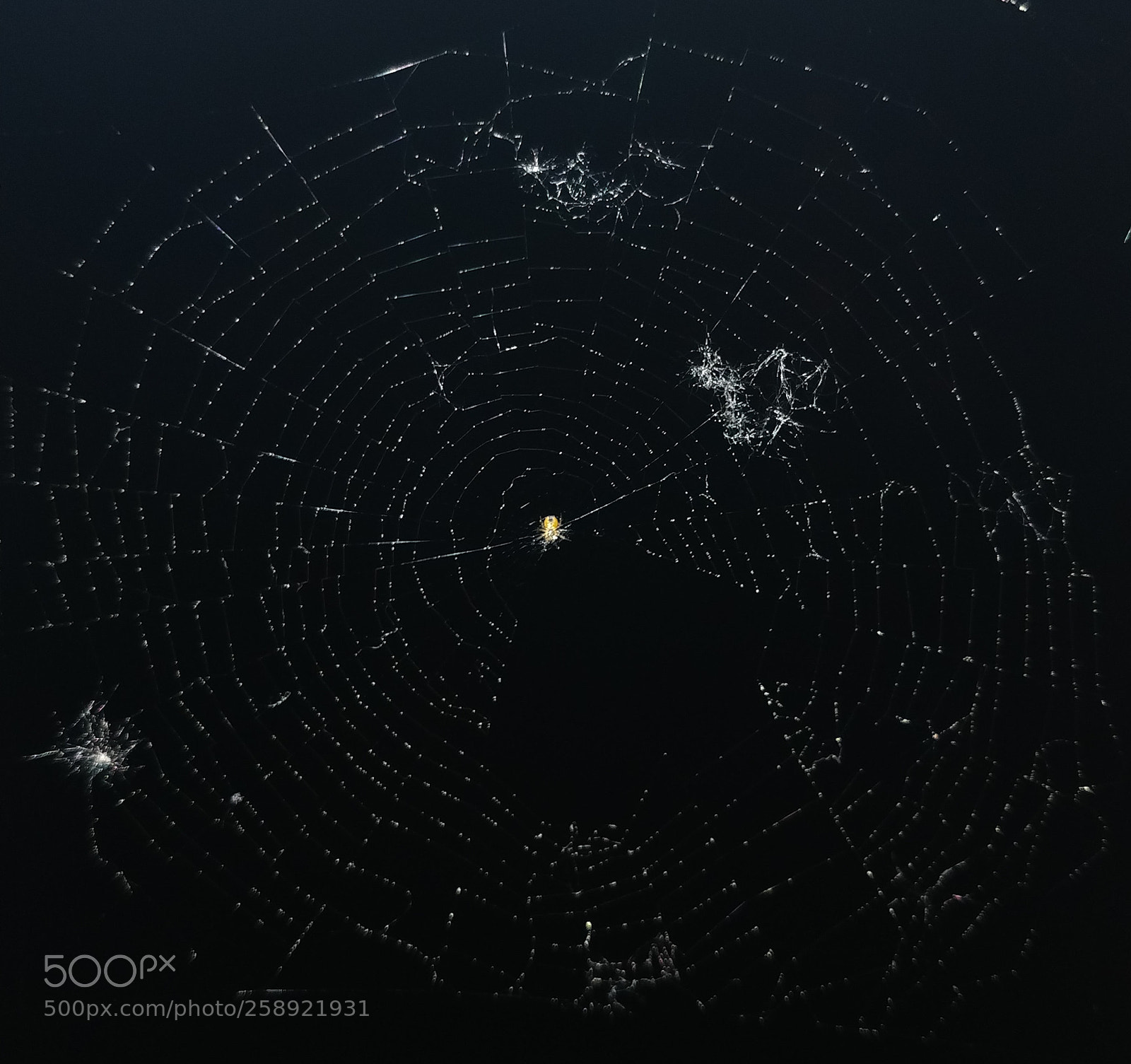 OnePlus 5T sample photo. Spider photography