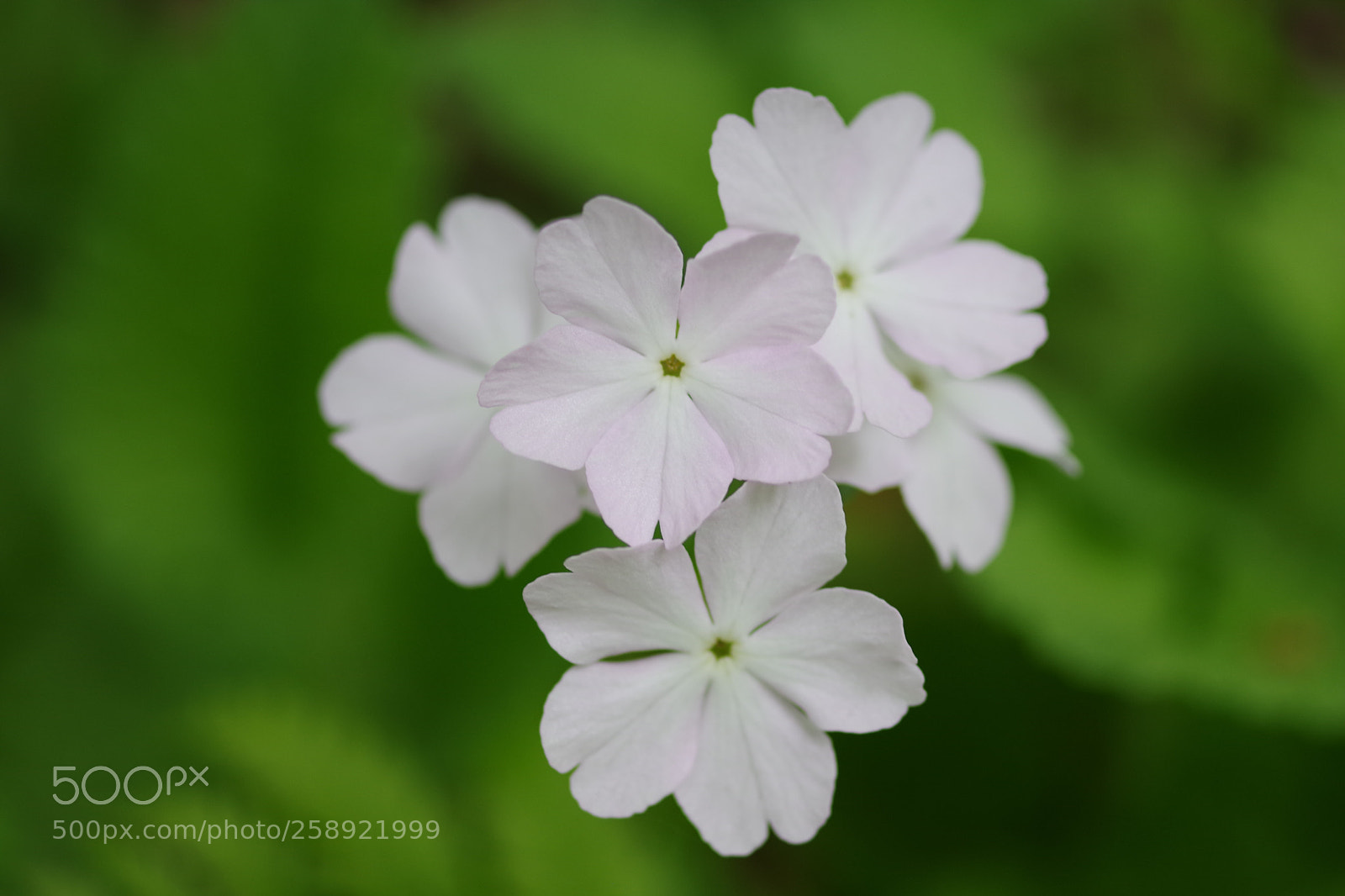 Pentax K-70 sample photo. Untitled photography