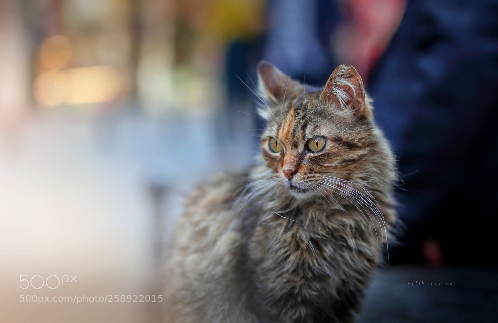 Canon EOS 6D sample photo. Sokaklardan bir kız.. photography